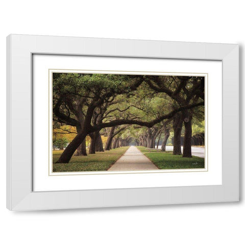 Alley of Live Oaks White Modern Wood Framed Art Print with Double Matting by Podt, Martin