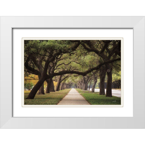 Alley of Live Oaks White Modern Wood Framed Art Print with Double Matting by Podt, Martin