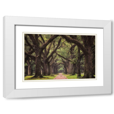 Lane of Oaks White Modern Wood Framed Art Print with Double Matting by Podt, Martin