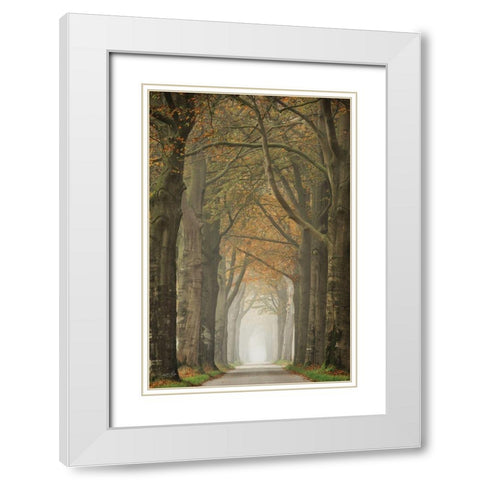 Beech Lined Road    White Modern Wood Framed Art Print with Double Matting by Podt, Martin