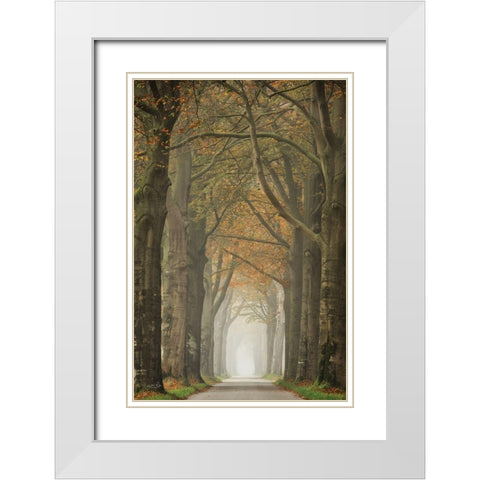 Beech Lined Road    White Modern Wood Framed Art Print with Double Matting by Podt, Martin