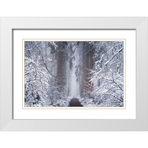 White Vignette  White Modern Wood Framed Art Print with Double Matting by Podt, Martin