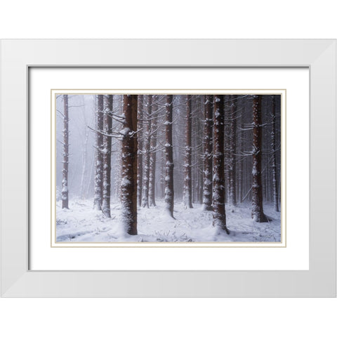 Red Woods White Modern Wood Framed Art Print with Double Matting by Podt, Martin