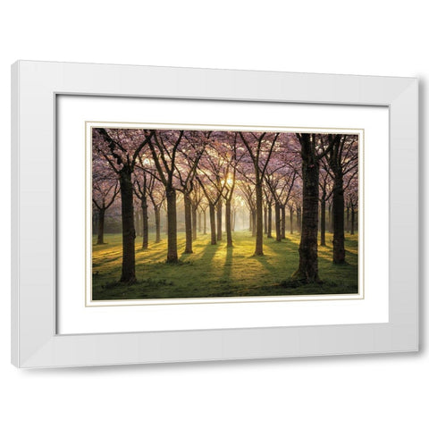 Cherry Trees in Morning Light I White Modern Wood Framed Art Print with Double Matting by Podt, Martin