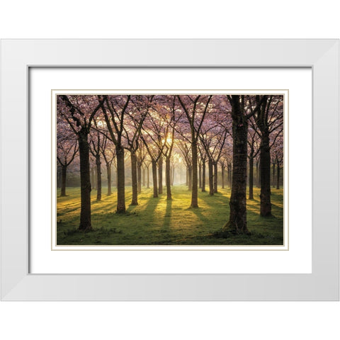 Cherry Trees in Morning Light I White Modern Wood Framed Art Print with Double Matting by Podt, Martin