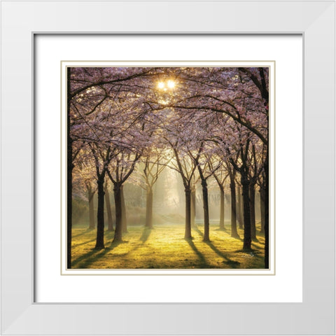 Cherry Trees in Morning Light II White Modern Wood Framed Art Print with Double Matting by Podt, Martin
