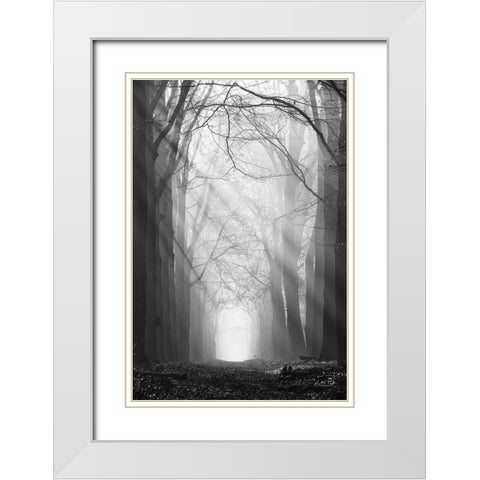 Sunray Path   White Modern Wood Framed Art Print with Double Matting by Podt, Martin