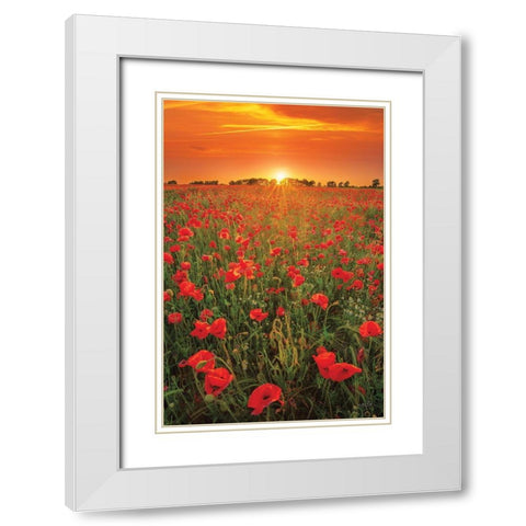Poppies at Sunset White Modern Wood Framed Art Print with Double Matting by Podt, Martin