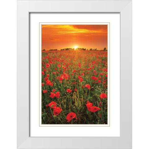 Poppies at Sunset White Modern Wood Framed Art Print with Double Matting by Podt, Martin
