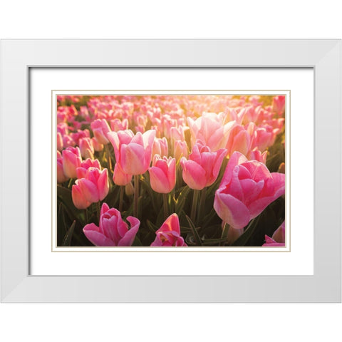 The Pink Ones White Modern Wood Framed Art Print with Double Matting by Podt, Martin