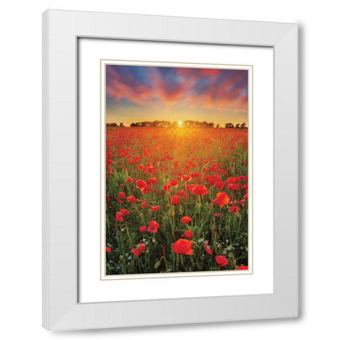 Poppies at Sunset White Modern Wood Framed Art Print with Double Matting by Podt, Martin