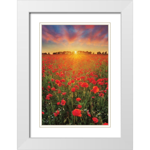 Poppies at Sunset White Modern Wood Framed Art Print with Double Matting by Podt, Martin