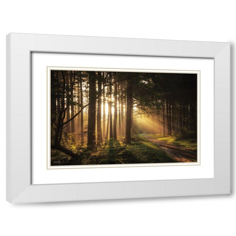 Light and Pines White Modern Wood Framed Art Print with Double Matting by Podt, Martin