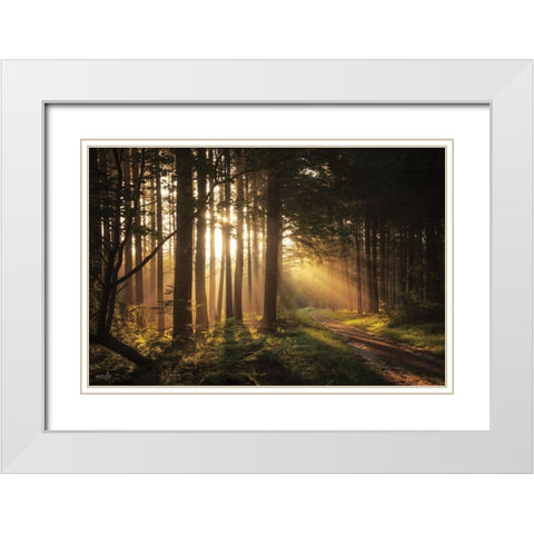 Light and Pines White Modern Wood Framed Art Print with Double Matting by Podt, Martin