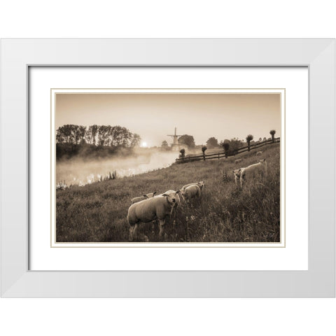 Grazing Sheep    White Modern Wood Framed Art Print with Double Matting by Podt, Martin