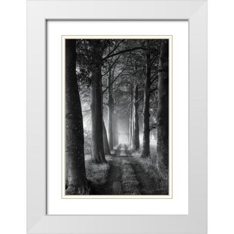 Forest Path White Modern Wood Framed Art Print with Double Matting by Podt, Martin