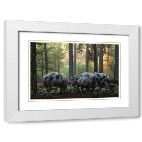 Pig Paradise  White Modern Wood Framed Art Print with Double Matting by Podt, Martin
