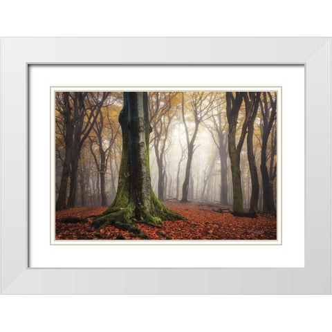 Autumn in the Forest  White Modern Wood Framed Art Print with Double Matting by Podt, Martin