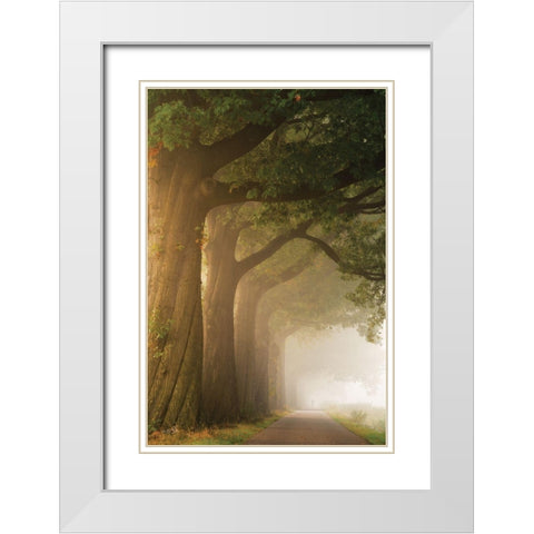 Twisted Trunk White Modern Wood Framed Art Print with Double Matting by Podt, Martin