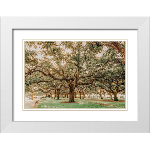 Low Country Oaks II White Modern Wood Framed Art Print with Double Matting by Rigsby, Jennifer