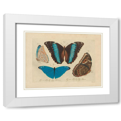 Vintage Butterflies 1 White Modern Wood Framed Art Print with Double Matting by Stellar Design Studio