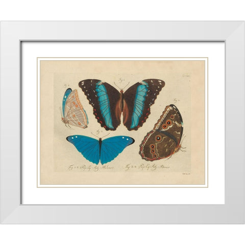 Vintage Butterflies 1 White Modern Wood Framed Art Print with Double Matting by Stellar Design Studio