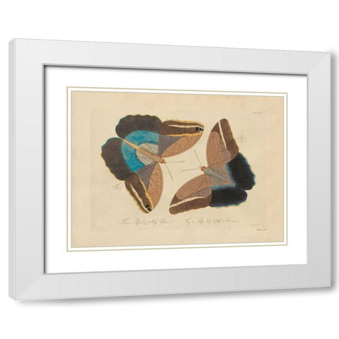 Vintage Butterflies 2 White Modern Wood Framed Art Print with Double Matting by Stellar Design Studio