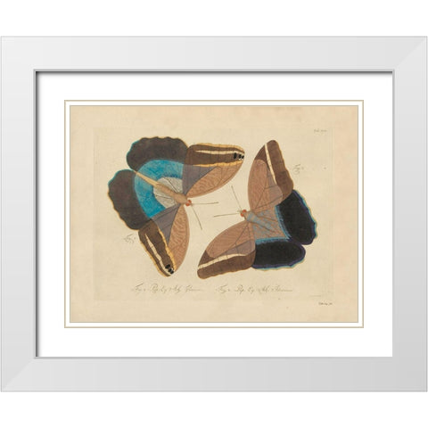 Vintage Butterflies 2 White Modern Wood Framed Art Print with Double Matting by Stellar Design Studio