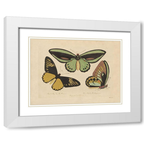 Vintage Butterflies 3 White Modern Wood Framed Art Print with Double Matting by Stellar Design Studio