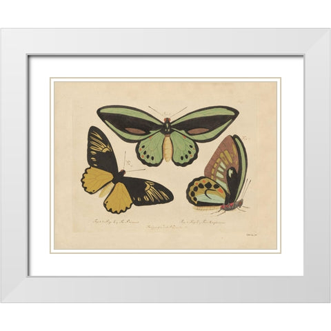 Vintage Butterflies 3 White Modern Wood Framed Art Print with Double Matting by Stellar Design Studio