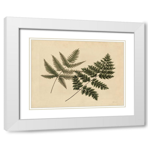 Antique Ferns 1 White Modern Wood Framed Art Print with Double Matting by Stellar Design Studio