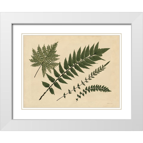 Antique Ferns 2 White Modern Wood Framed Art Print with Double Matting by Stellar Design Studio