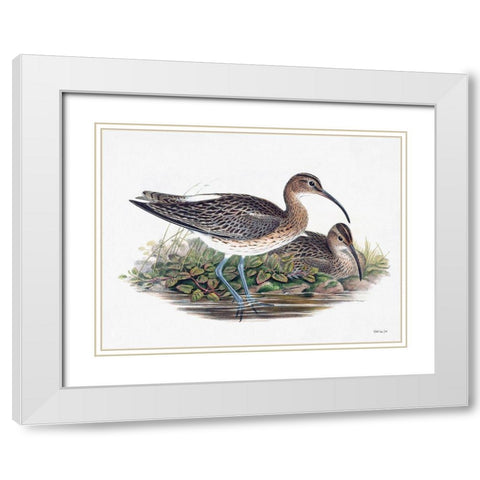Goulds Coastal Bird III White Modern Wood Framed Art Print with Double Matting by Stellar Designs Studio