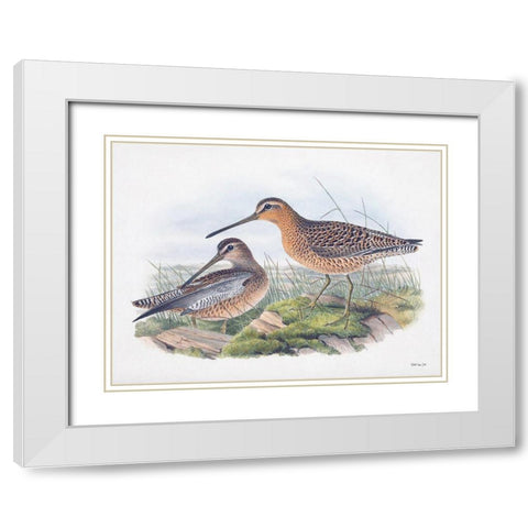 Goulds Coastal Bird VIII White Modern Wood Framed Art Print with Double Matting by Stellar Designs Studio