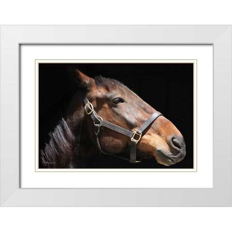 Sir Francis White Modern Wood Framed Art Print with Double Matting by Stellar Design Studio