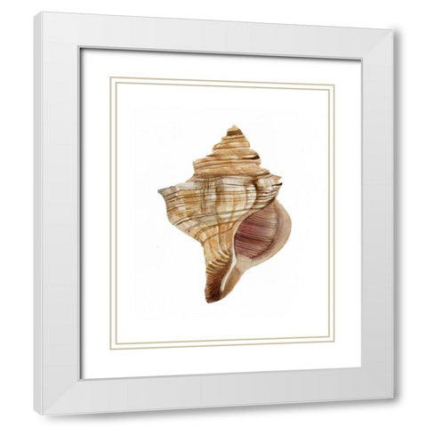 Neutral Shell Collection 1   White Modern Wood Framed Art Print with Double Matting by Stellar Design Studio