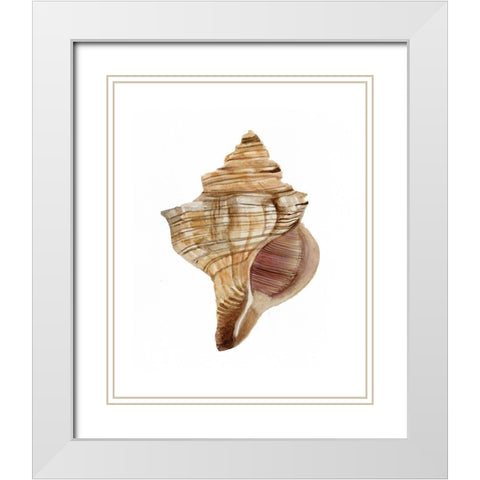 Neutral Shell Collection 1   White Modern Wood Framed Art Print with Double Matting by Stellar Design Studio