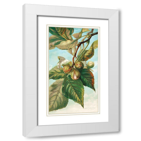 Tree Branch with Fruit I White Modern Wood Framed Art Print with Double Matting by Stellar Design Studio