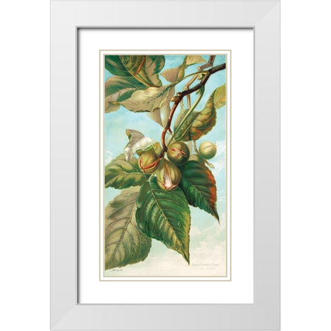 Tree Branch with Fruit I White Modern Wood Framed Art Print with Double Matting by Stellar Design Studio