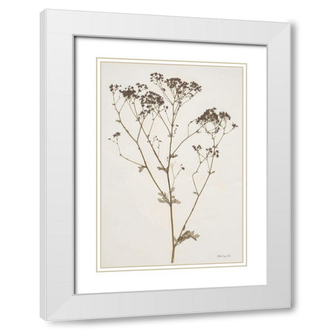 Herbarium Collection 1 White Modern Wood Framed Art Print with Double Matting by Stellar Design Studio