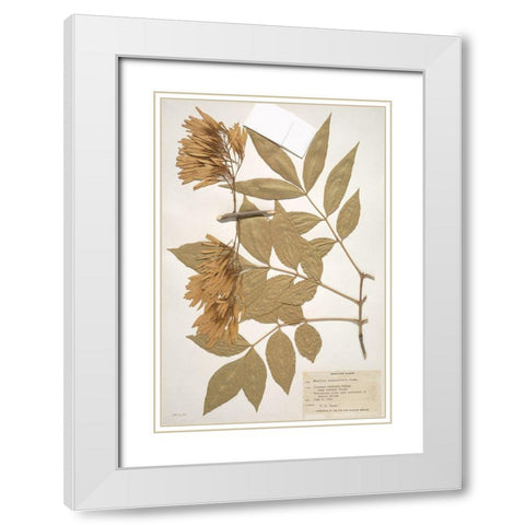 Herbarium 1 White Modern Wood Framed Art Print with Double Matting by Stellar Design Studio