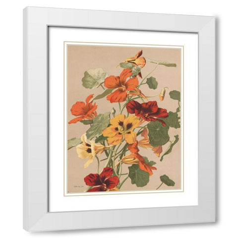 Antique Botanical Collection 2 White Modern Wood Framed Art Print with Double Matting by Stellar Design Studio