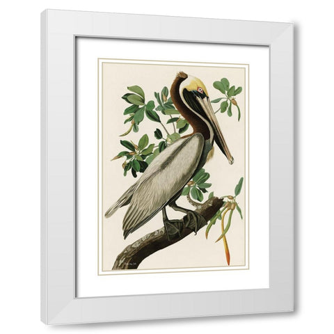 Audubon Brown Pelican White Modern Wood Framed Art Print with Double Matting by Stellar Design Studio