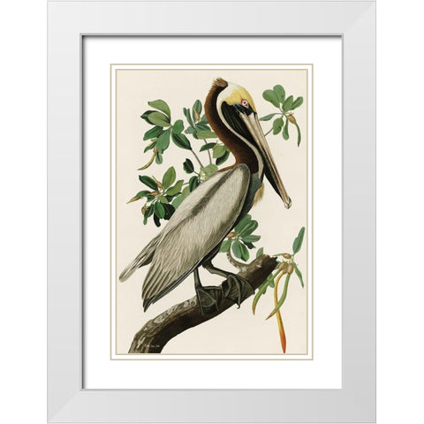Audubon Brown Pelican White Modern Wood Framed Art Print with Double Matting by Stellar Design Studio