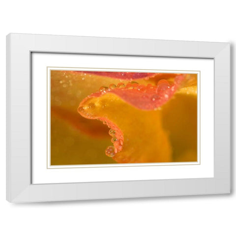 Abstract of flower petal edge in the rain White Modern Wood Framed Art Print with Double Matting by Rotenberg, Nancy