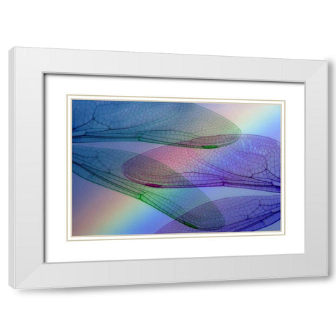 Abstract of dragonfly wings and rainbow White Modern Wood Framed Art Print with Double Matting by Paulson, Don