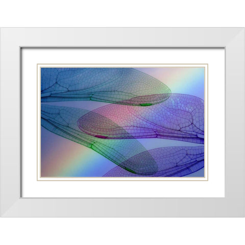 Abstract of dragonfly wings and rainbow White Modern Wood Framed Art Print with Double Matting by Paulson, Don