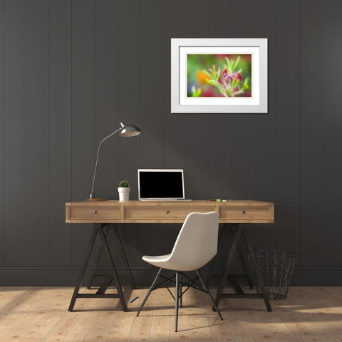 Abstract close-up of azalea buds White Modern Wood Framed Art Print with Double Matting by Paulson, Don