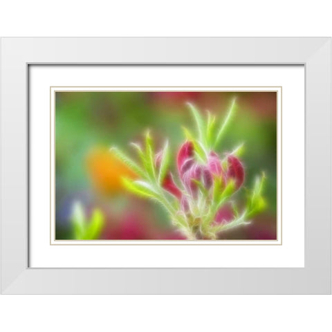 Abstract close-up of azalea buds White Modern Wood Framed Art Print with Double Matting by Paulson, Don