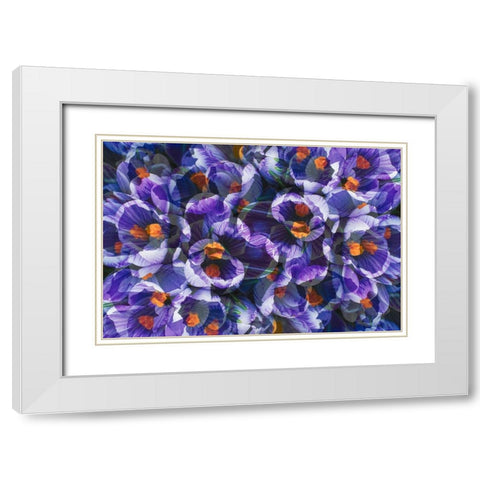 Crocus photo montage White Modern Wood Framed Art Print with Double Matting by Jaynes Gallery